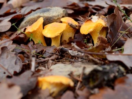 Girolles