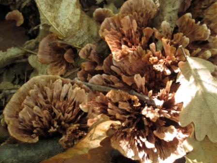 Polypore