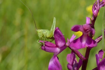 Anacamptis Morio avec sauterelle