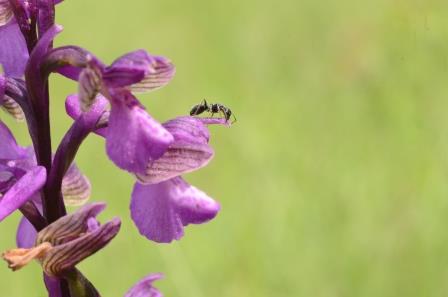 Anacamptis Morio avec fourmi