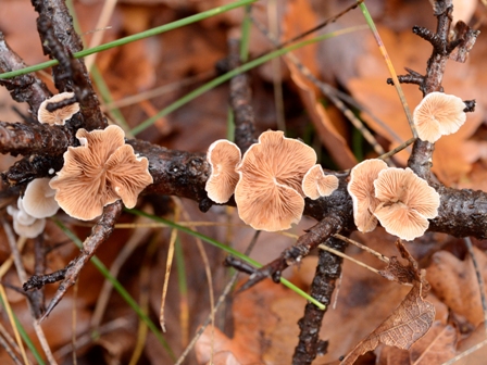 Calocera