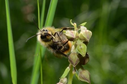 Epipactis artrorubrens avec bourdon