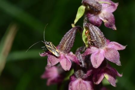 Epipactis helleborine avec insecte