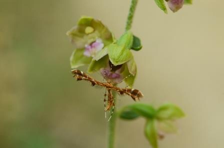 Epipactis helleborine avec oxyptilus