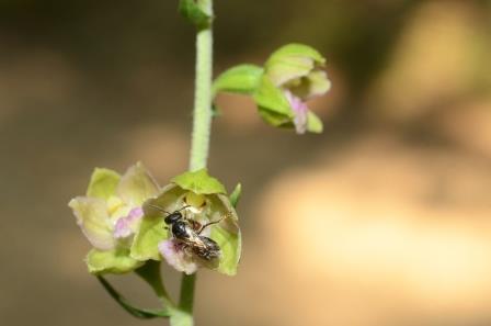 Epipactis helleborine