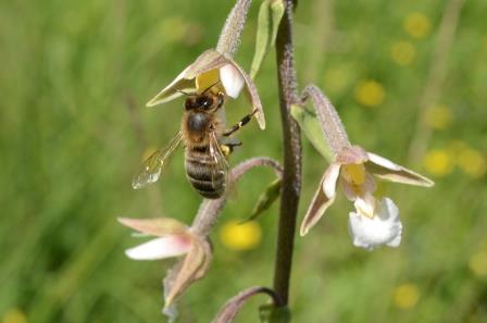 Epipactis palustris avec abeille