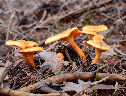 Fausse chanterelle