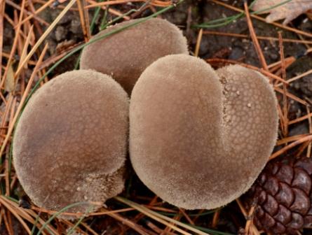 lycoperdon