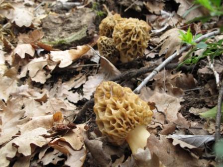 Morilles