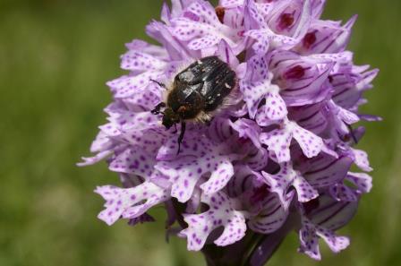 Neotina tridentata avec insecte