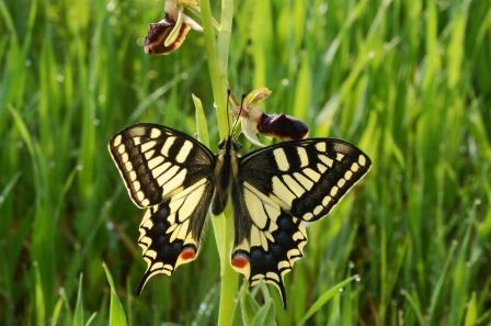 Ophrys araignée avec machaon