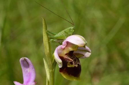 Ophrys druentica avec sauterelle