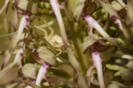 Orchis bouc avec araignée