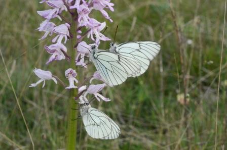 Orchis militaire avec gazés