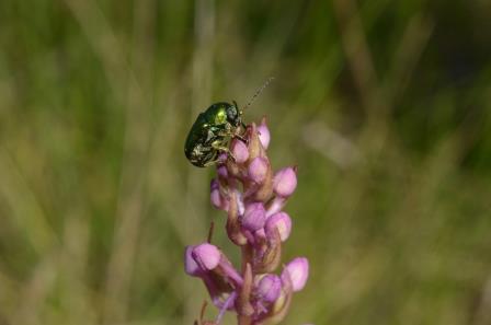 Orchis moucheron avec insecte