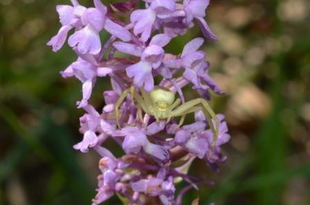 Orchis moucheron avec araignée