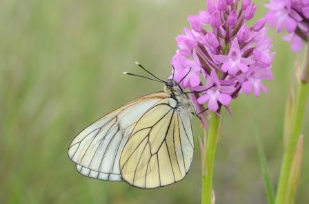 Orchis pyramidal avec gazés