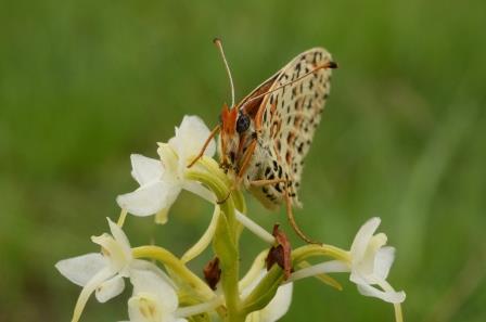 Platanthera bifolia avec mélitée